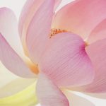 beautiful flower center