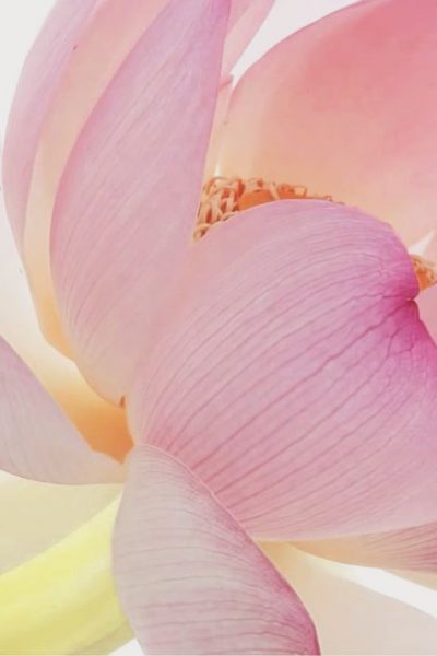 beautiful flower center