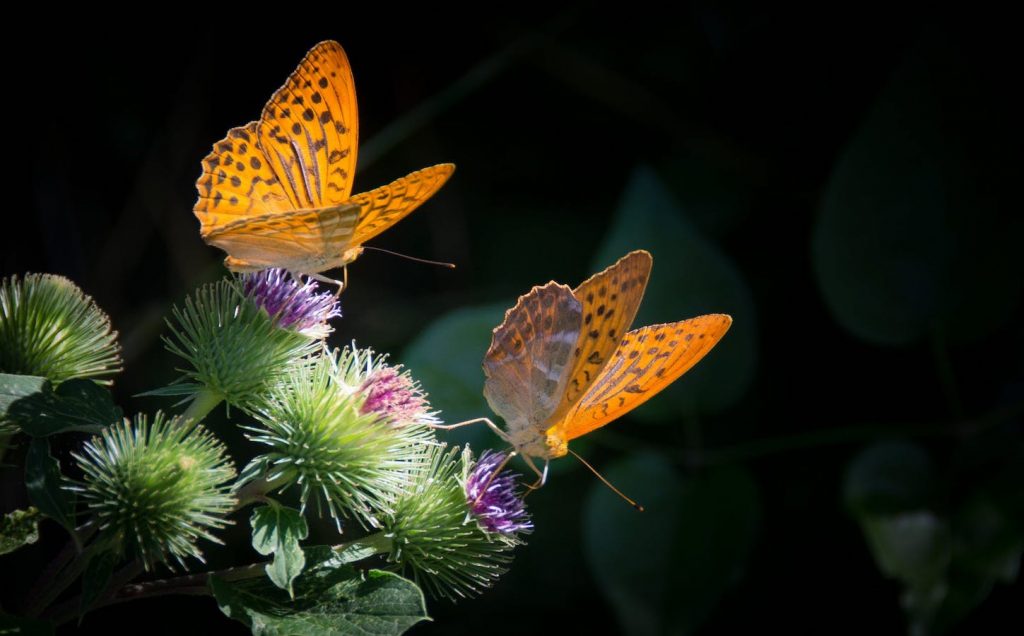 butterfly is a symbol for healthy change