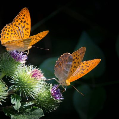 Acknowledging the Stress of Change